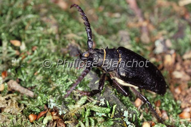 prionus coriarius.JPG - Prionus coriariusPrione tanneurTanner or Sawyer BeetleColeoptera, CerambycidaeFrance